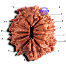 Load image into Gallery viewer, 13 Mukhi Nepalese Rudraksha - Bead No. 399
