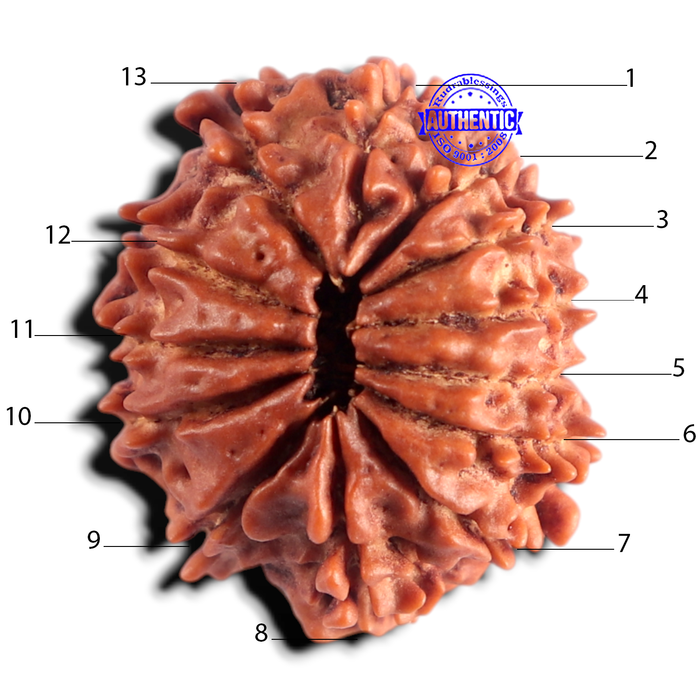 13 Mukhi Nepalese Rudraksha - Bead No. 399