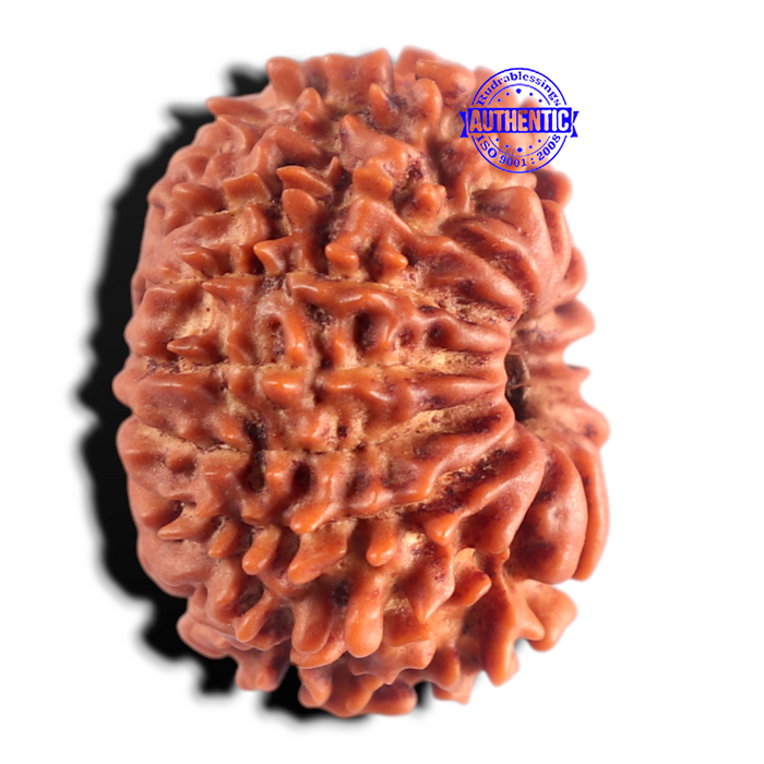13 Mukhi Nepalese Rudraksha - Bead No. 399