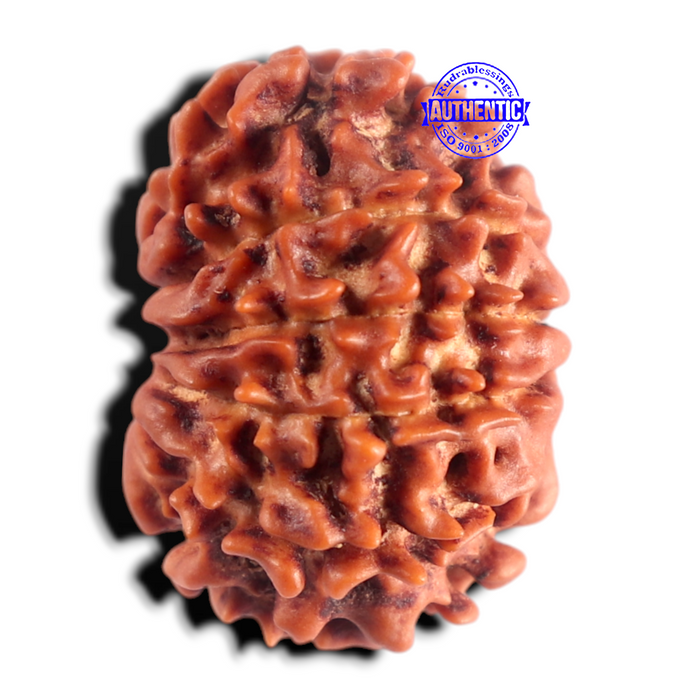 13 Mukhi Nepalese Rudraksha - Bead No. 399