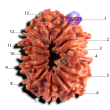 Load image into Gallery viewer, 13 Mukhi Ganesh Nepalese Rudraksha - Bead No. 400
