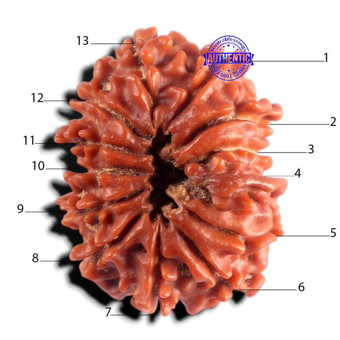 13 Mukhi Ganesh Nepalese Rudraksha - Bead No. 400