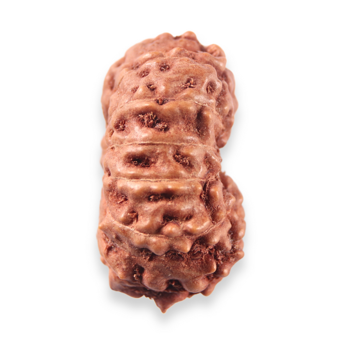 13 Mukhi Indonesian Rudraksha - Bead No. 321