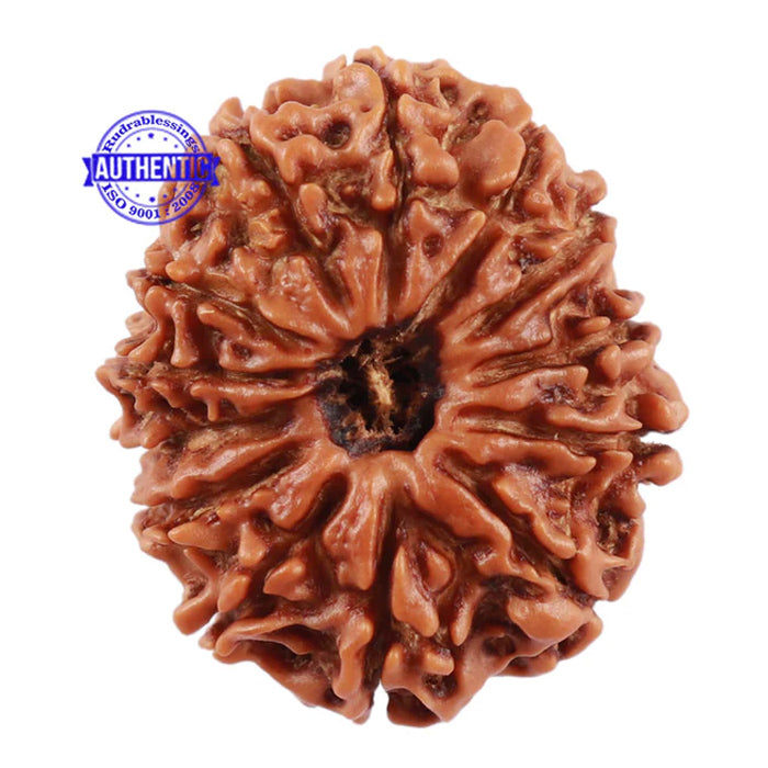 13 Mukhi Nepalese Rudraksha - Bead No. 122