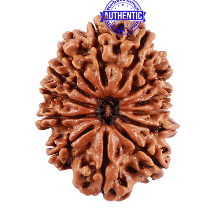13 Mukhi Nepalese Rudraksha - Bead No. 175