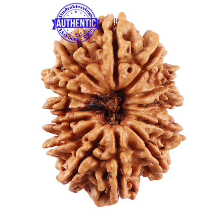13 Mukhi Nepalese Rudraksha - Bead No. 177