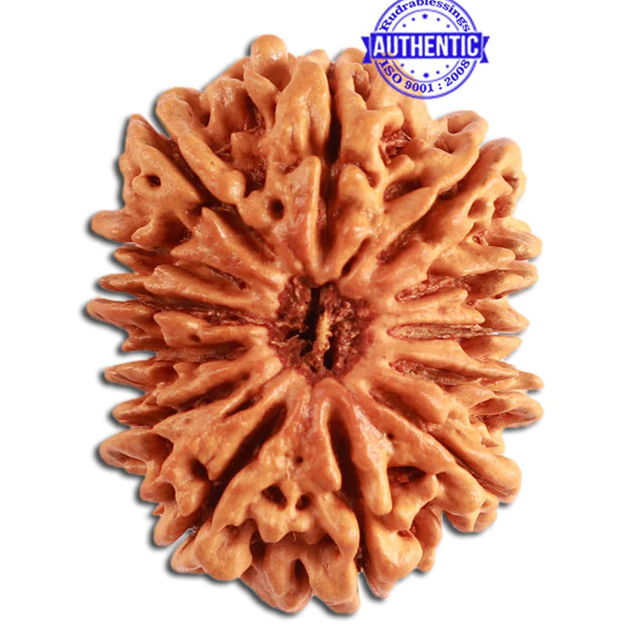 13 Mukhi Nepalese Rudraksha - Bead No. 270
