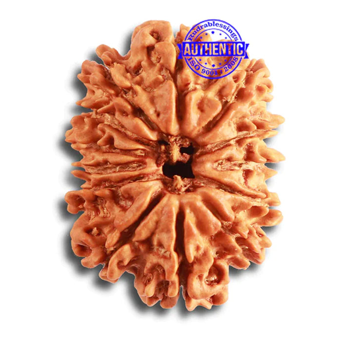 13 Mukhi Nepalese Rudraksha - Bead No. 318