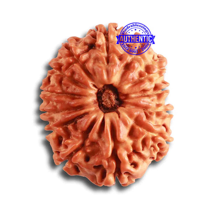 13 Mukhi Nepalese Rudraksha - Bead No. 324