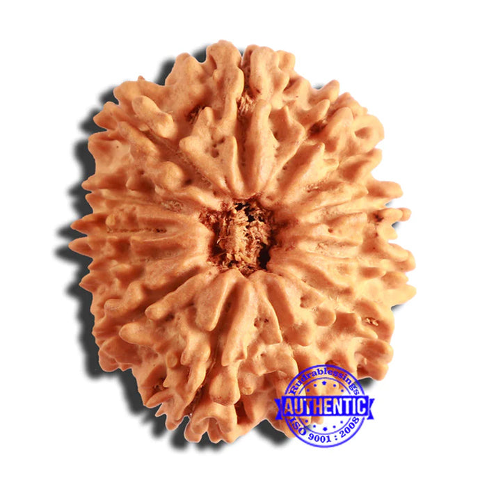 13 Mukhi Nepalese Rudraksha - Bead No. 330