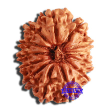 Load image into Gallery viewer, 13 Mukhi Nepalese Rudraksha - Bead No. 333
