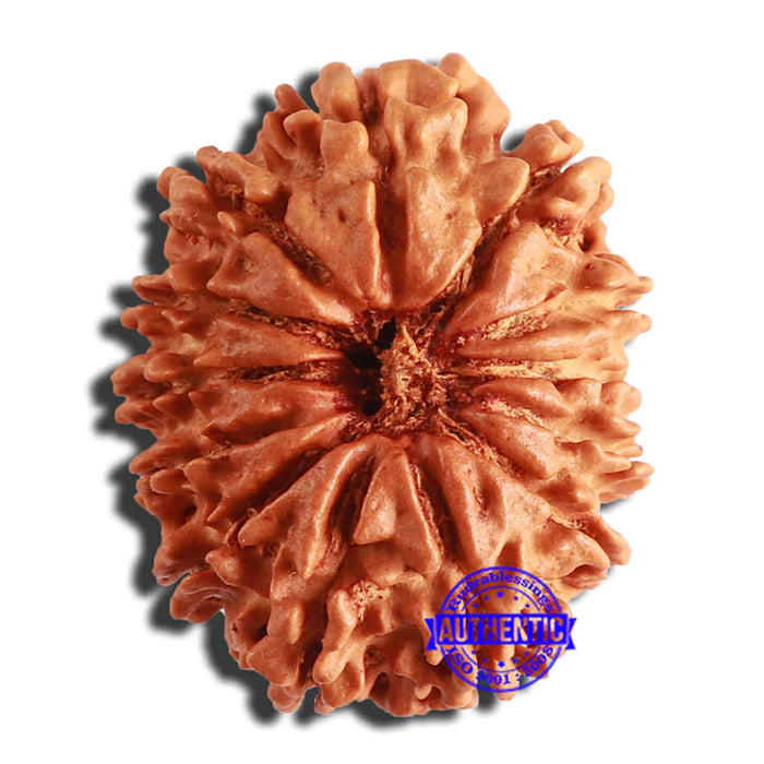 13 Mukhi Nepalese Rudraksha - Bead No. 333