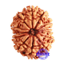 Load image into Gallery viewer, 13 Mukhi Nepalese Rudraksha - Bead No. 334
