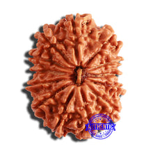 Load image into Gallery viewer, 13 Mukhi Nepalese Rudraksha - Bead No. 335
