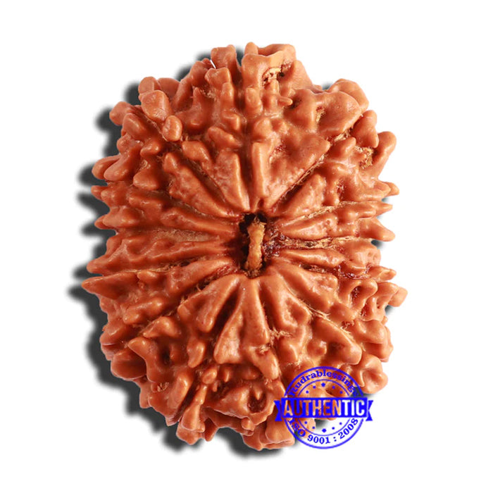 13 Mukhi Nepalese Rudraksha - Bead No. 335