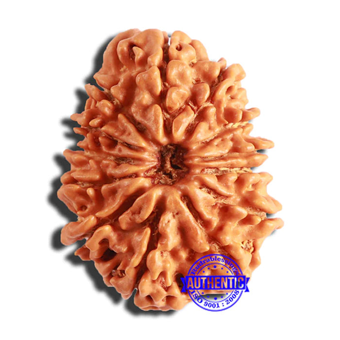 13 Mukhi Nepalese Rudraksha - Bead No. 337