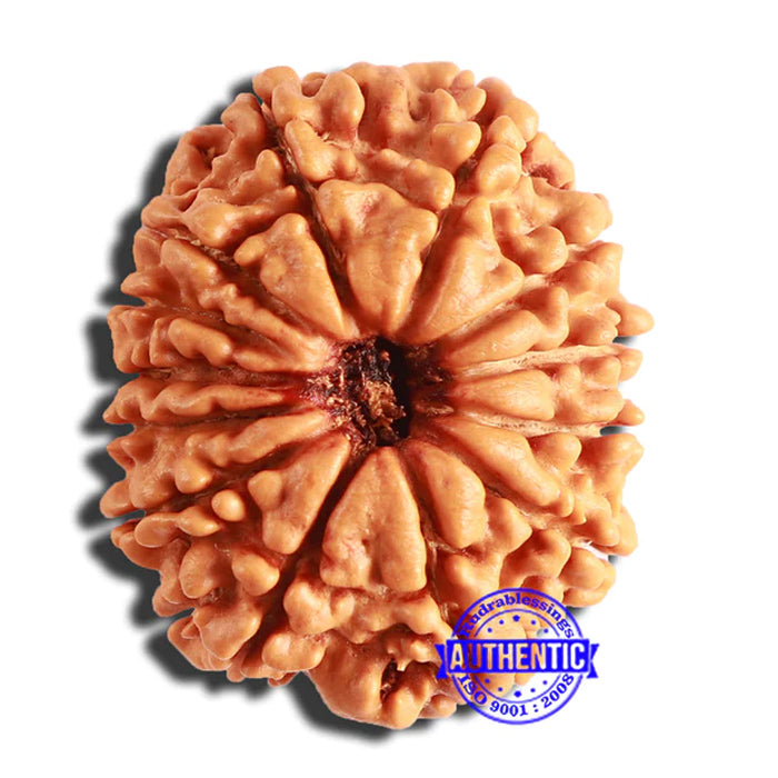 13 Mukhi Nepalese Rudraksha - Bead No. 338