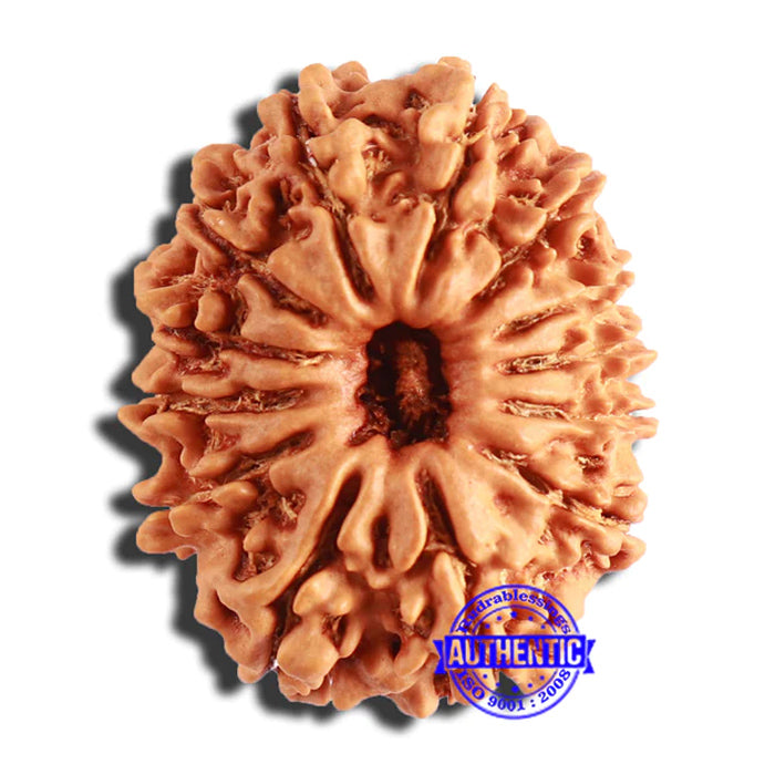 13 Mukhi Nepalese Rudraksha - Bead No. 339