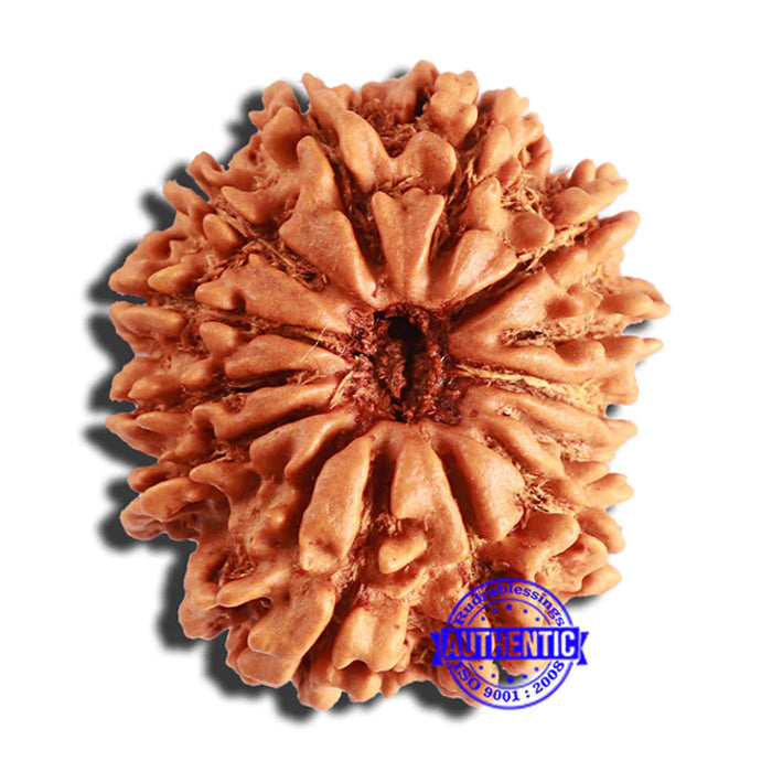 13 Mukhi Nepalese Rudraksha - Bead No. 341