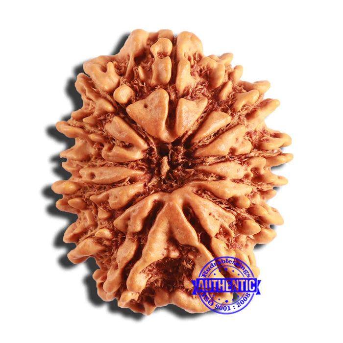 13 Mukhi Nepalese Rudraksha - Bead No. 342