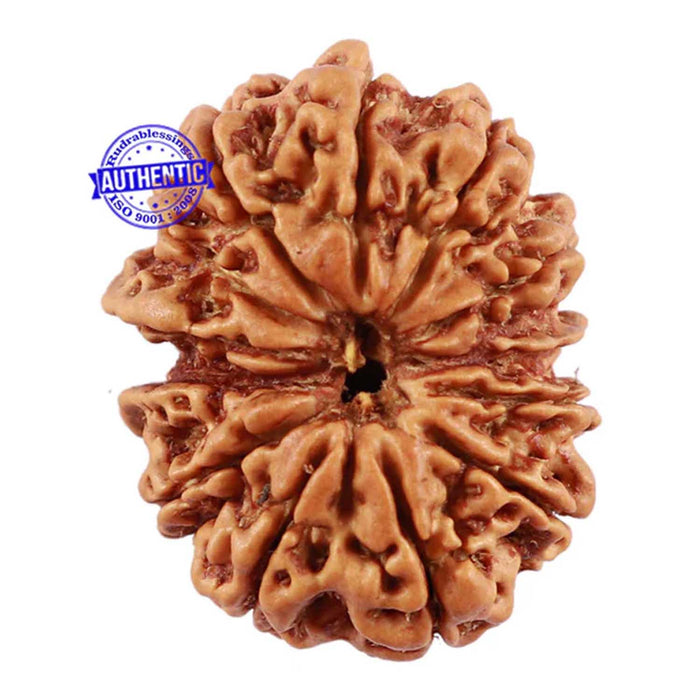 13 Mukhi Nepalese Rudraksha - Bead No. 114