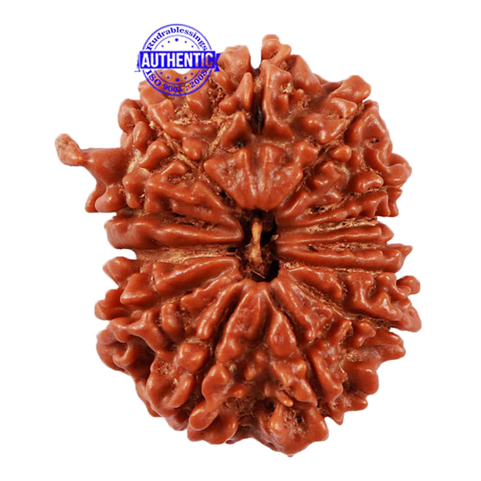 13 Mukhi Nepalese Ganesha Rudraksha - Bead No. 131