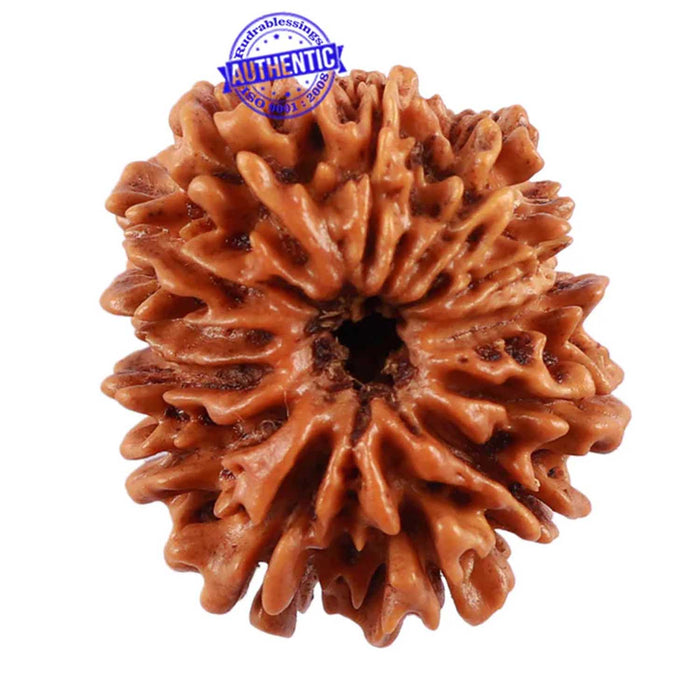 13 Mukhi Nepalese Rudraksha - Bead No. 140