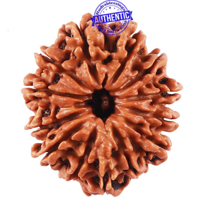 13 Mukhi Nepalese Rudraksha - Bead No. 161