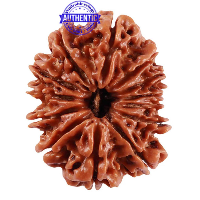 13 Mukhi Nepalese Rudraksha - Bead No. 189