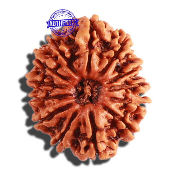 13 Mukhi Nepalese Rudraksha - Bead No. 236