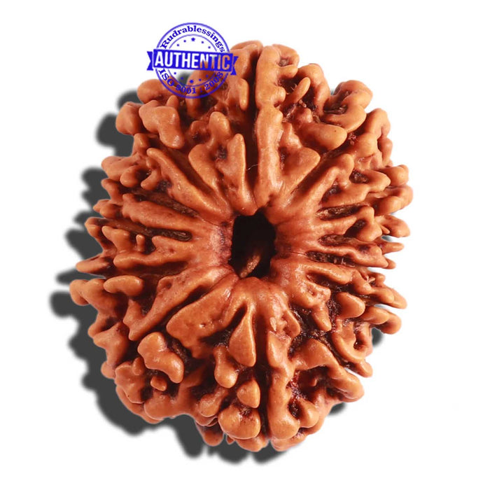 13 Mukhi Nepalese Rudraksha - Bead No. 261