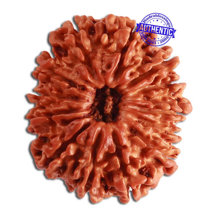 13 Mukhi Nepalese Rudraksha - Bead No. 272