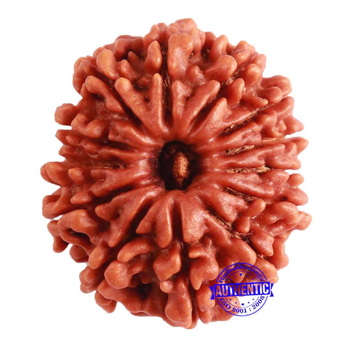 13 Mukhi Nepalese Rudraksha - Bead No. 294