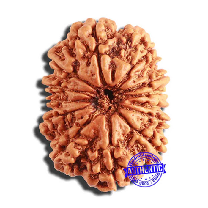 13 Mukhi Nepalese Rudraksha - Bead No. 340