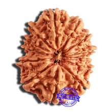 Load image into Gallery viewer, 13 Mukhi Nepalese Rudraksha - Bead No. 343
