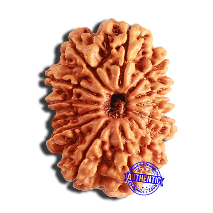 13 Mukhi Nepalese Rudraksha - Bead No. 347