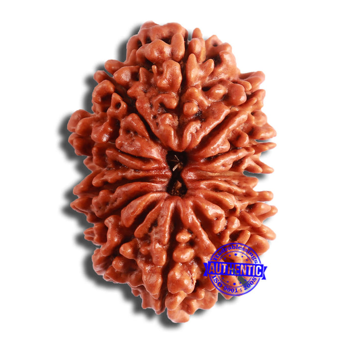 13 Mukhi Nepalese Rudraksha - Bead No. 350