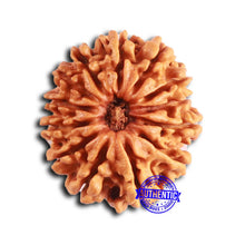 Load image into Gallery viewer, 13 Mukhi Nepalese Rudraksha - Bead No. 359
