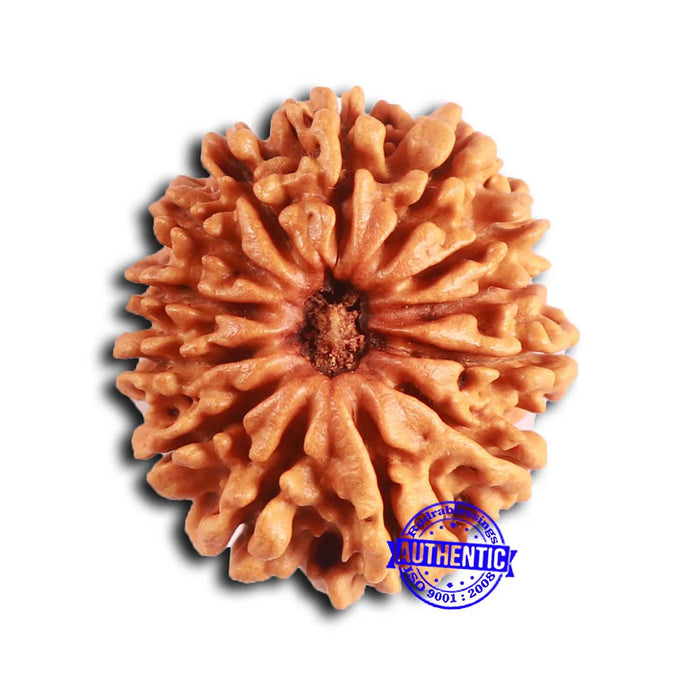 13 Mukhi Nepalese Rudraksha - Bead No. 359