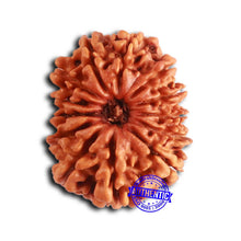 Load image into Gallery viewer, 13 Mukhi Nepalese Rudraksha - Bead No. 365
