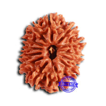 Load image into Gallery viewer, 13 Mukhi Nepalese Rudraksha - Bead No. 367
