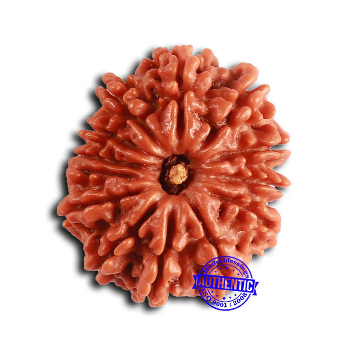 13 Mukhi Nepalese Rudraksha - Bead No. 370