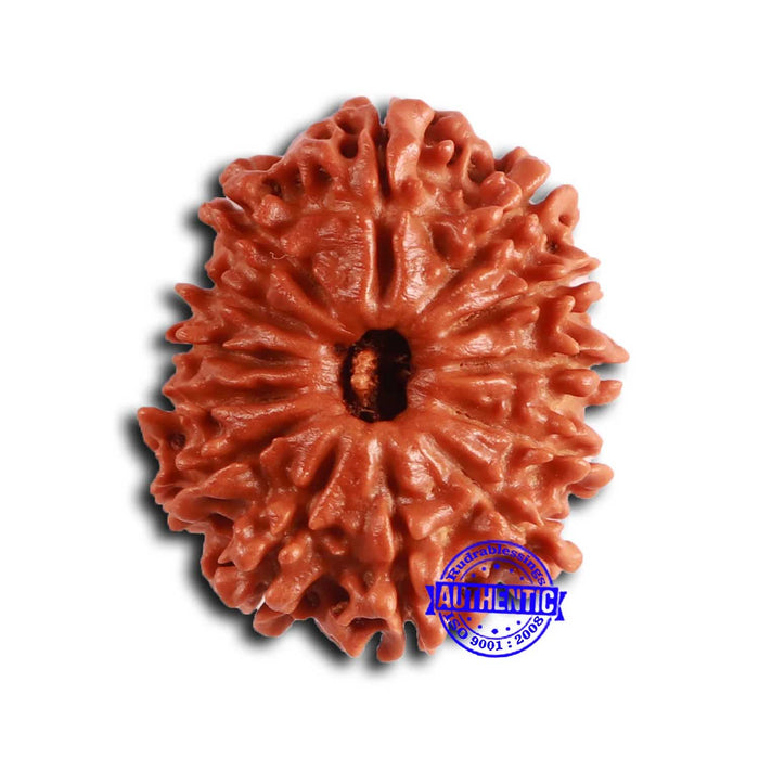 13 Mukhi Nepalese Rudraksha - Bead No. 373