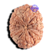Load image into Gallery viewer, 9 Mukhi Rudraksha from Indonesia - Bead No. 13
