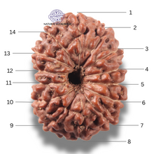 Load image into Gallery viewer, 13 Mukhi Indonesian Rudraksha - Bead No 318
