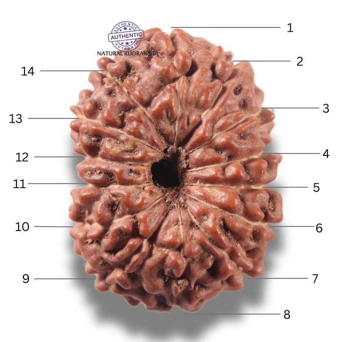 13 Mukhi Indonesian Rudraksha - Bead No 318