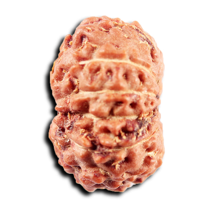 13 Mukhi Indonesian Rudraksha - Bead No 262