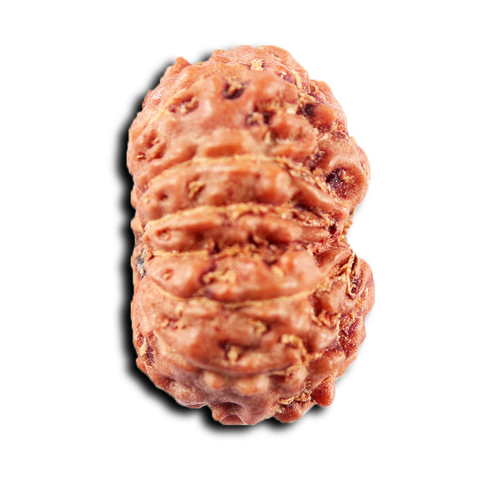 13 Mukhi Indonesian Rudraksha - Bead No 262
