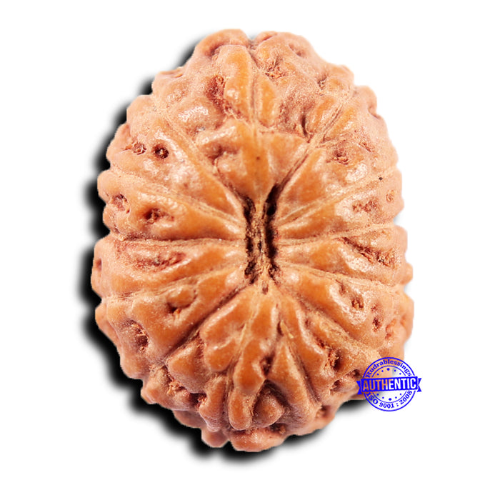 13 Mukhi Indonesian Rudraksha - Bead No 263