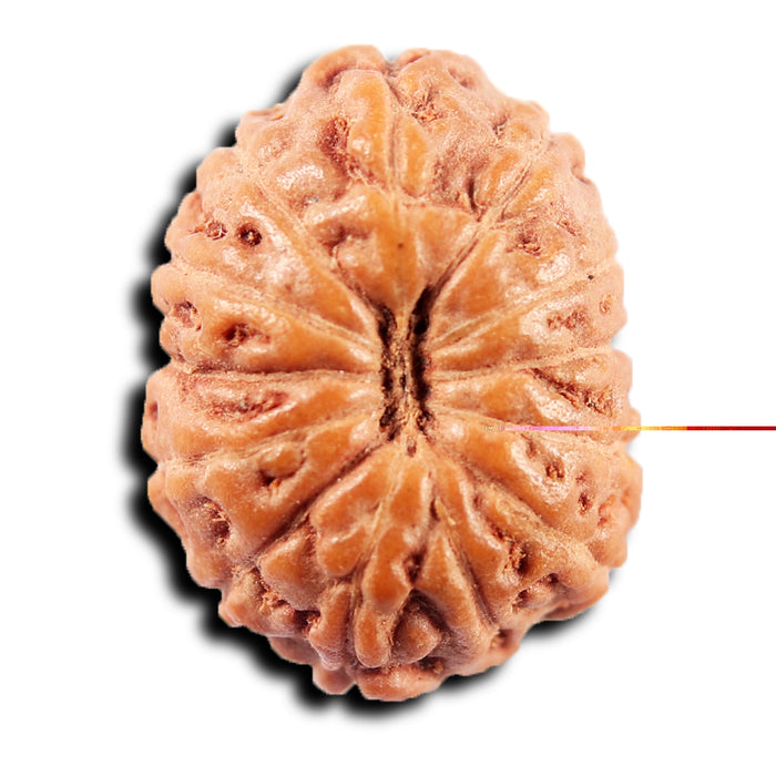 13 Mukhi Indonesian Rudraksha - Bead No 263